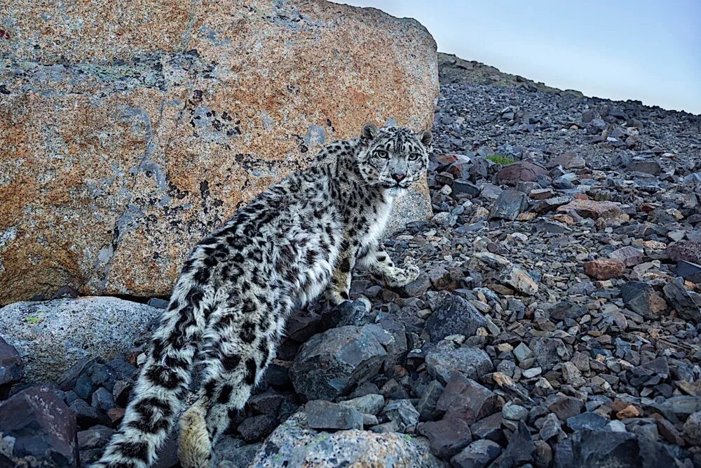 снежный барс республика алтай. хищники северной америки. снежный барс ирбис. снежный барс обитает. снежный барс обитание в россии.