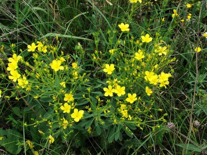 Урал лен. Лен желтый многолетний. Лен желтый "compactum" (Linum flavum). Лен желтый многолетник. Низкорослая трава с желтыми цветочками.