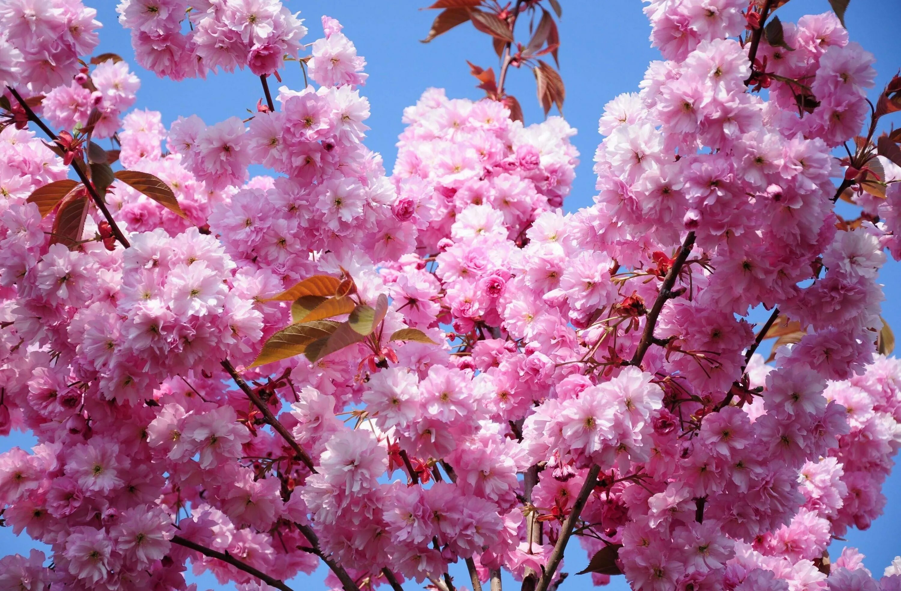 Фото весны красивые на заставку телефона. Черри блоссом цветок. Вишня черри блоссом. Черри блоссом дерево. Сакура черри блоссом.