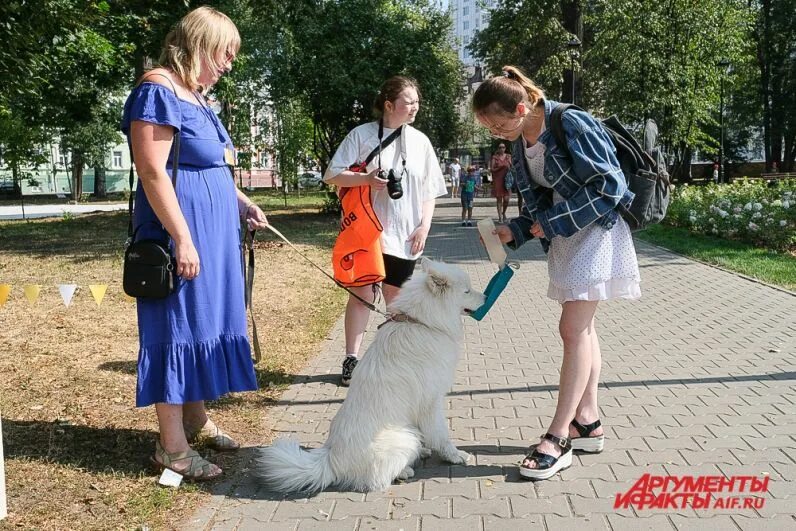 Собака обнимака пермь. Собака обнимака. Акция собаки обнимаки. Собака обнимака Пермь 2022.