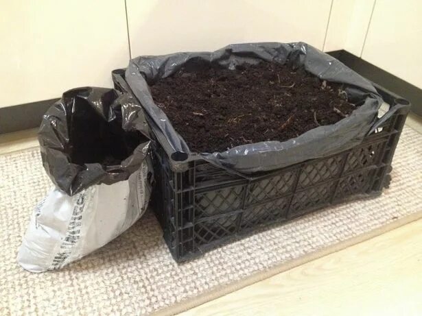 Грибница шампиньонов. Компостный мицелий. Грибы шампиньоны компост. Рассада шампиньонов. Покровный грунт для шампиньонов.