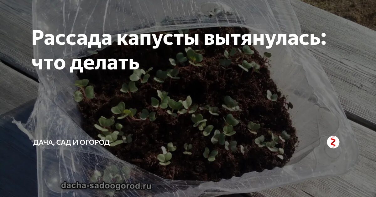 Почему капуста тянется соплями