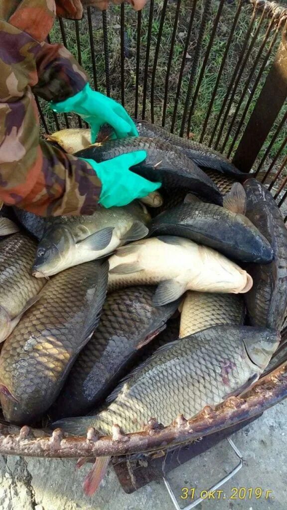 Карп 5 кг. Карп 12 кг. Карп 8 кг. Карп на килограмм. Карп живой 1-1.