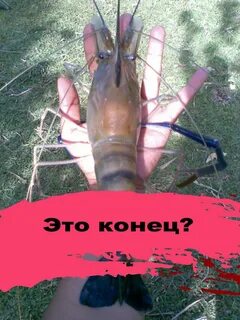 Креветка розенберга
