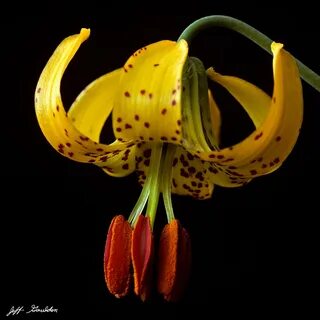 Lily tiger