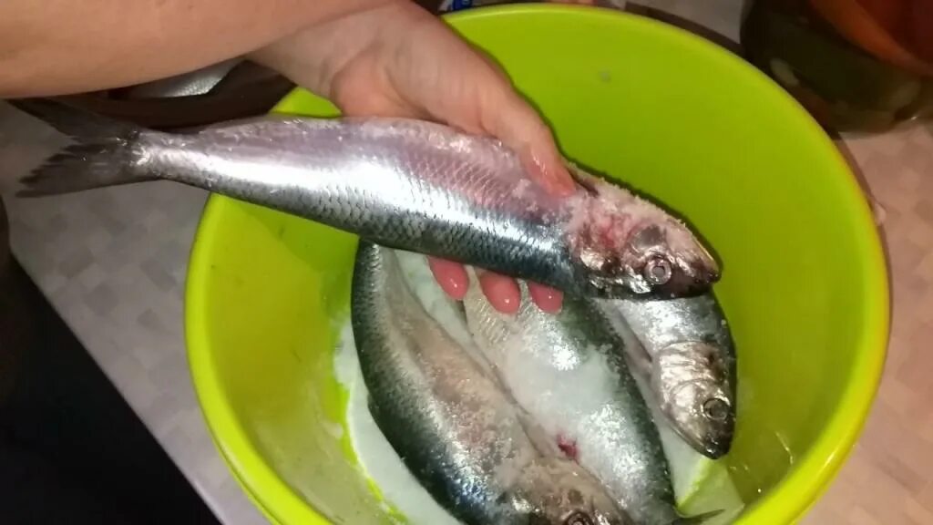Сколько варить сельдь. Сельдь черноморская. сельдь черноморская малосольная. азовская керченская черноморская сельдь. черноморско-азовская проходная сельдь.