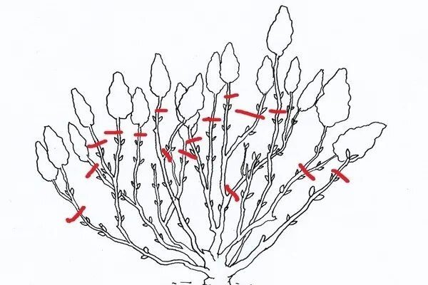 Схема обрезки метельчатой гортензии. Схема подрезки метельчатых гортензий. Формировка древовидной гортензии.