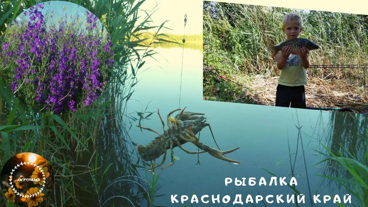 Рыбалка в Краснодарском крае. Раково рыбалка. Карповая рыбалка в Краснодарском крае. Река Понура рыбалка.