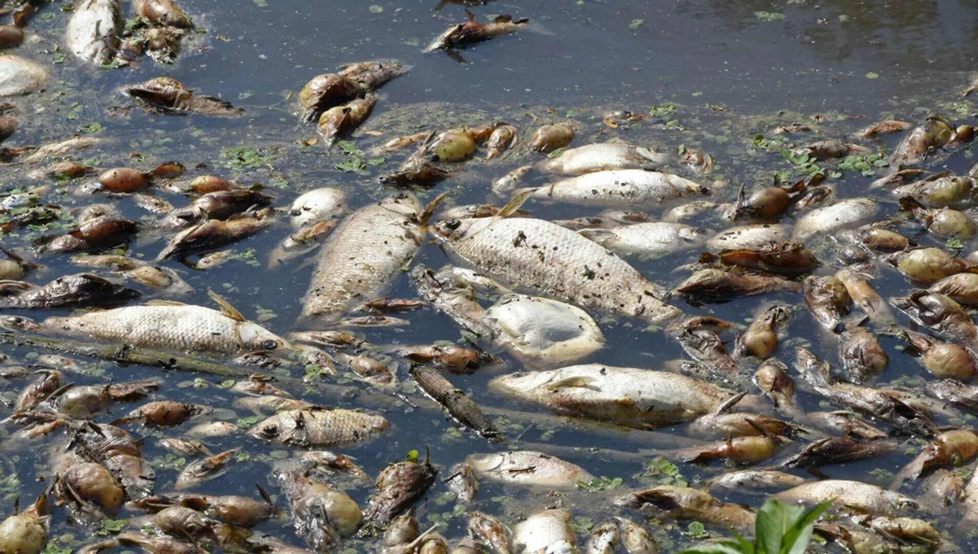 Загрязнение воды рыбы. Рыбы в загрязненных водоемах. Видеть рыбу в реке