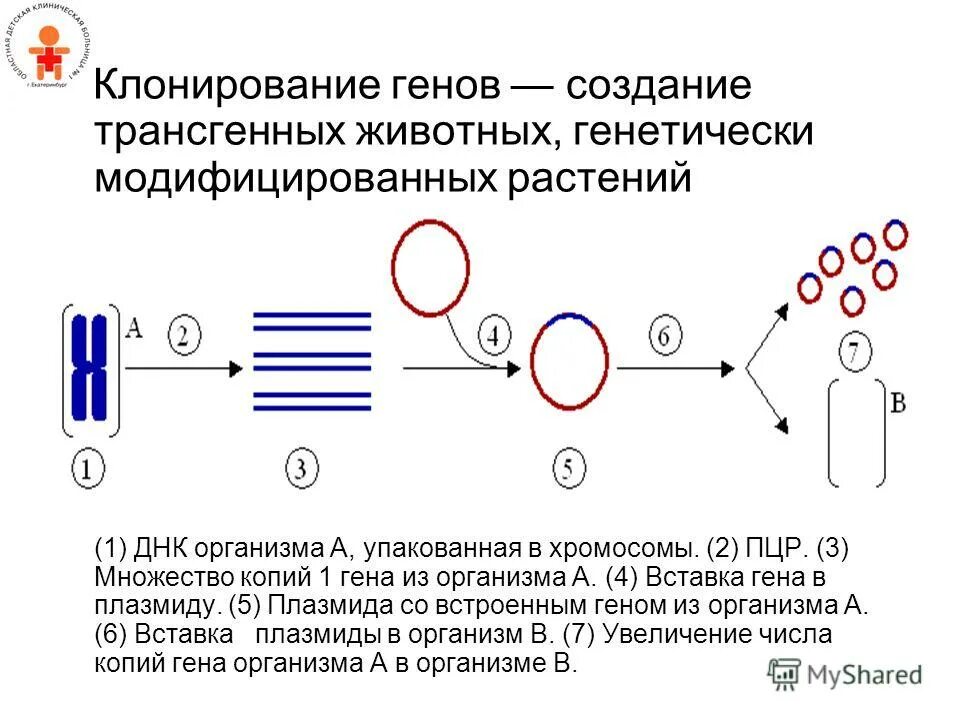 Перспективы клонирования в медицине. Принцип клонирования. Метод клонирования (животных, клеток, гена). Методы клонирования генов. Клонирование применение метода.