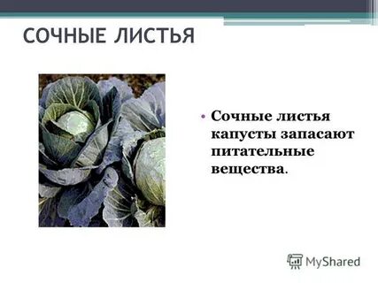 Сочные листья функции