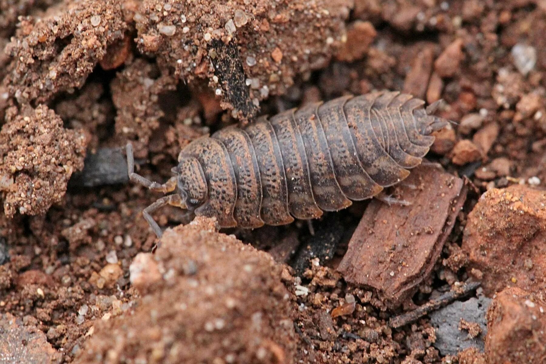 Мокрица крымская. Мокрица жук личинки. Обыкновенная чешуйница мокрица. Мокрица жук личинки. Мокруша.
