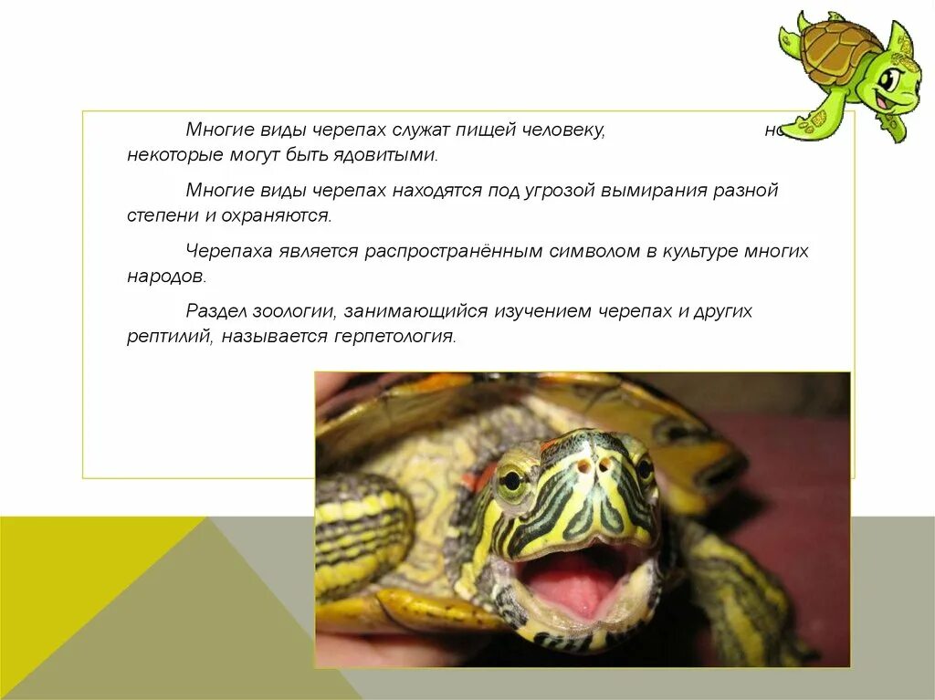 Тортуга черепаха. Зеленая морская черепаха сообщение 4 класс. Зеленая (суповая морская черепаха). Причина угрозы исчезновения зеленой морской черепахи. Кожистая черепаха размножение.