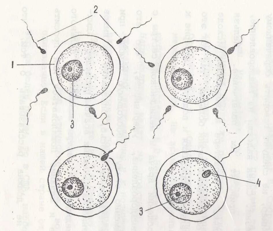 Схема оплодотворения яйцеклетки. Синкарион оплодотворение. Зигота это оплодотворенная яйцеклетка. Оплодотворение зигота схема. Яичник зигота
