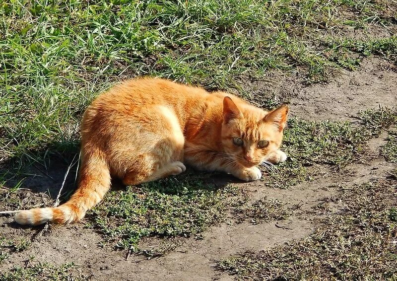 Счастливый рыбак. Рыба в воде. К чему снится ловить людей. К чему снится рыбачить мужчине. Девушки на рыбалке фото.