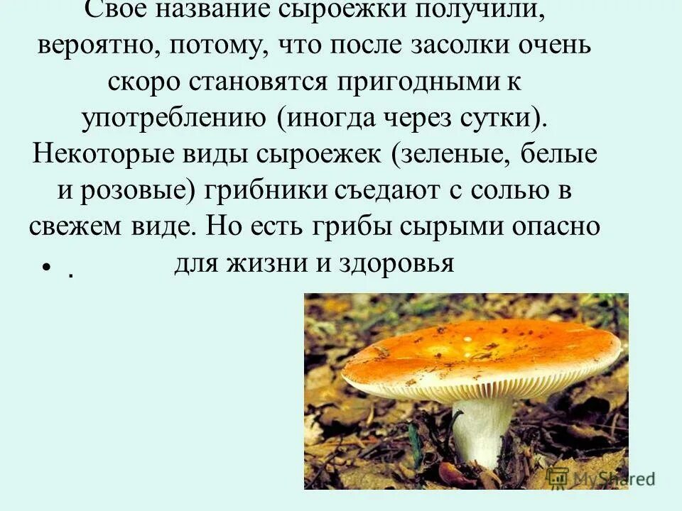 Можно ли употреблять в пищу сыроежки. Загадка про сыроежку. сыроежки рецепты приготовления на зиму. споры сыроежки. сыроежка доклад.