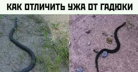 Я гадкий как гадюка