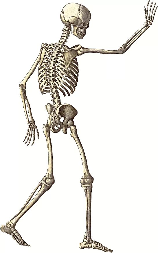 Скелет. Скелет человека. Скелет рисунок. Скелет человека в движении.