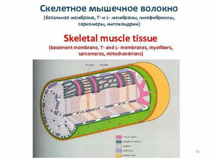 Мембрана мышечного волокна. Z мембрана мышечного волокна. Базальная мембрана мышц. Базальная мембрана мышечной ткани. Митохондрии в мышечном волокне.