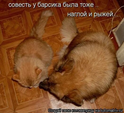 Совесть кота. Кот совесть Котоматрица. Совесть котик. Анекдот про наглую рыжую морду. Повтори мне.