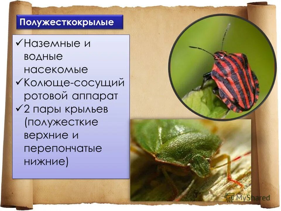 Отряд прямокрылые тип ротового аппарата. Отряд прямокрылые тип ротового аппарата