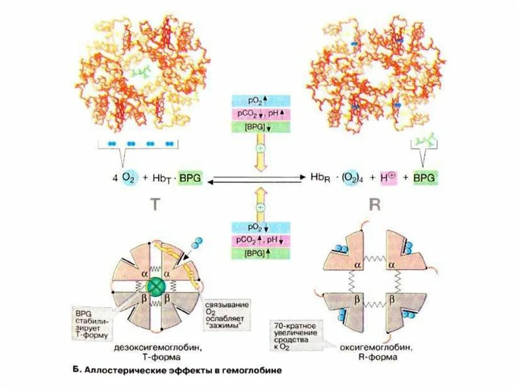Гемоглобин какая ткань. Строение гемоглобина формы гемоглобина. Схема строения активного центра гемоглобина. Схема функционирования гемоглобина аллостерические эффекты. Синтез бета цепи гемоглобина.