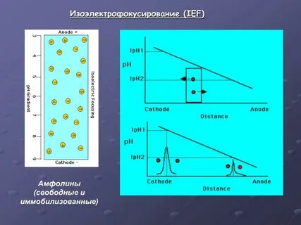 Методы определения изоэлектрической точки растворов биополимеров