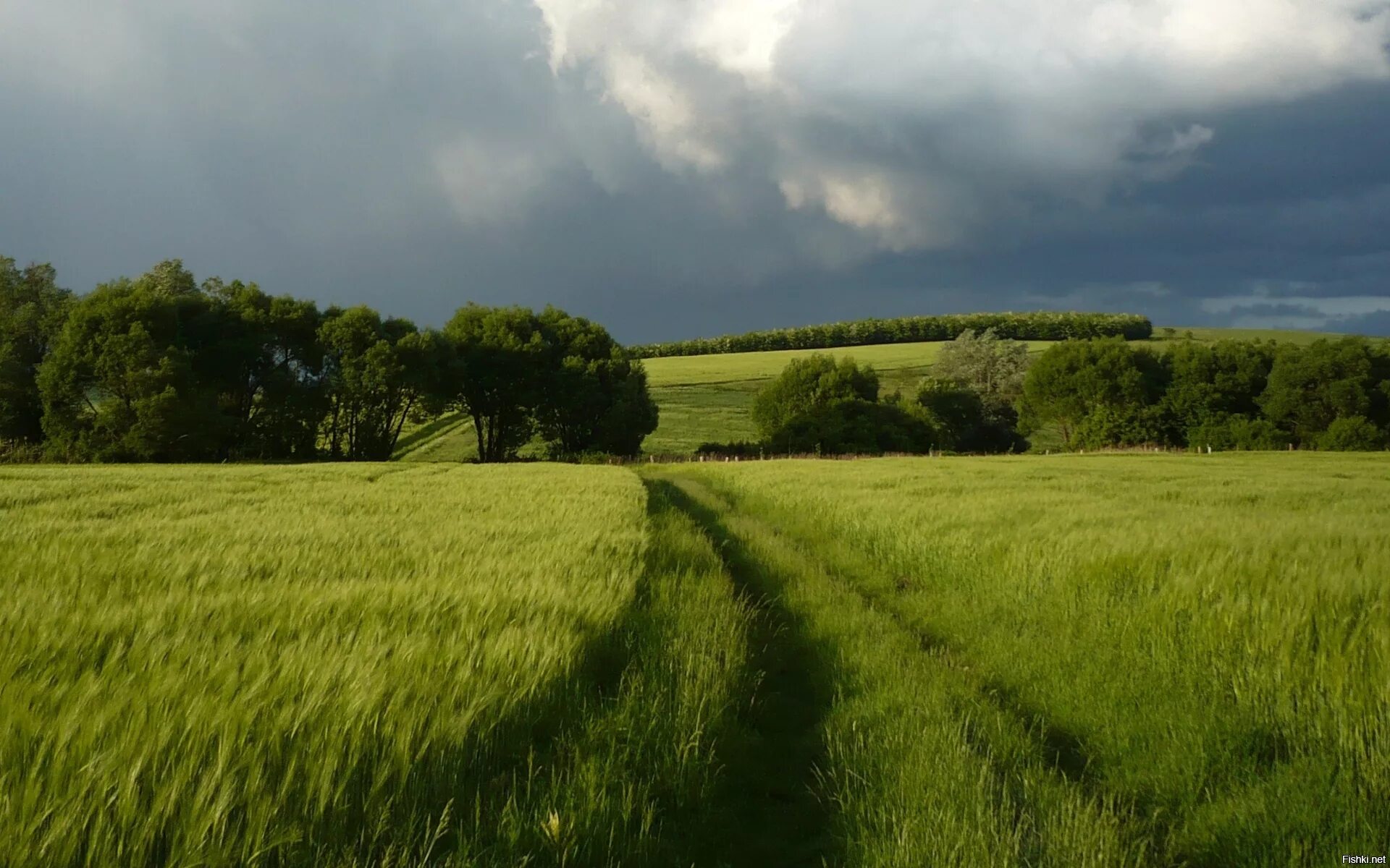 лесистые холмы белоруссия. панорама природа. между лесом и полем. луга владимирской области. поле лес.
