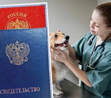 Сколько лет надо учиться на ветеринара