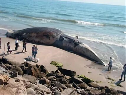 Самое высокое существо в мире