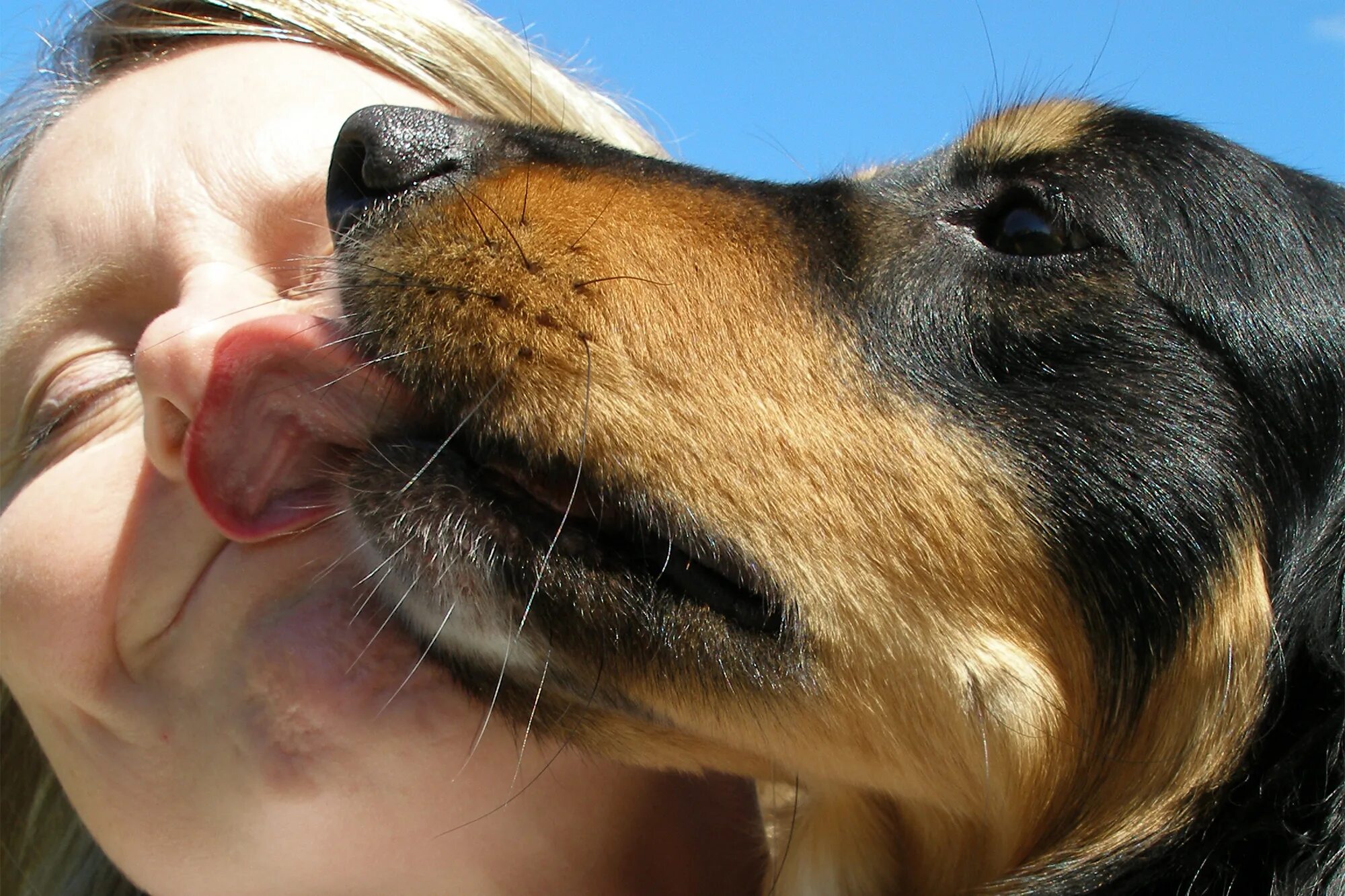 Dog has woman. Собака облизывает. Собака принюхивается. Собака обнюхивает человека.