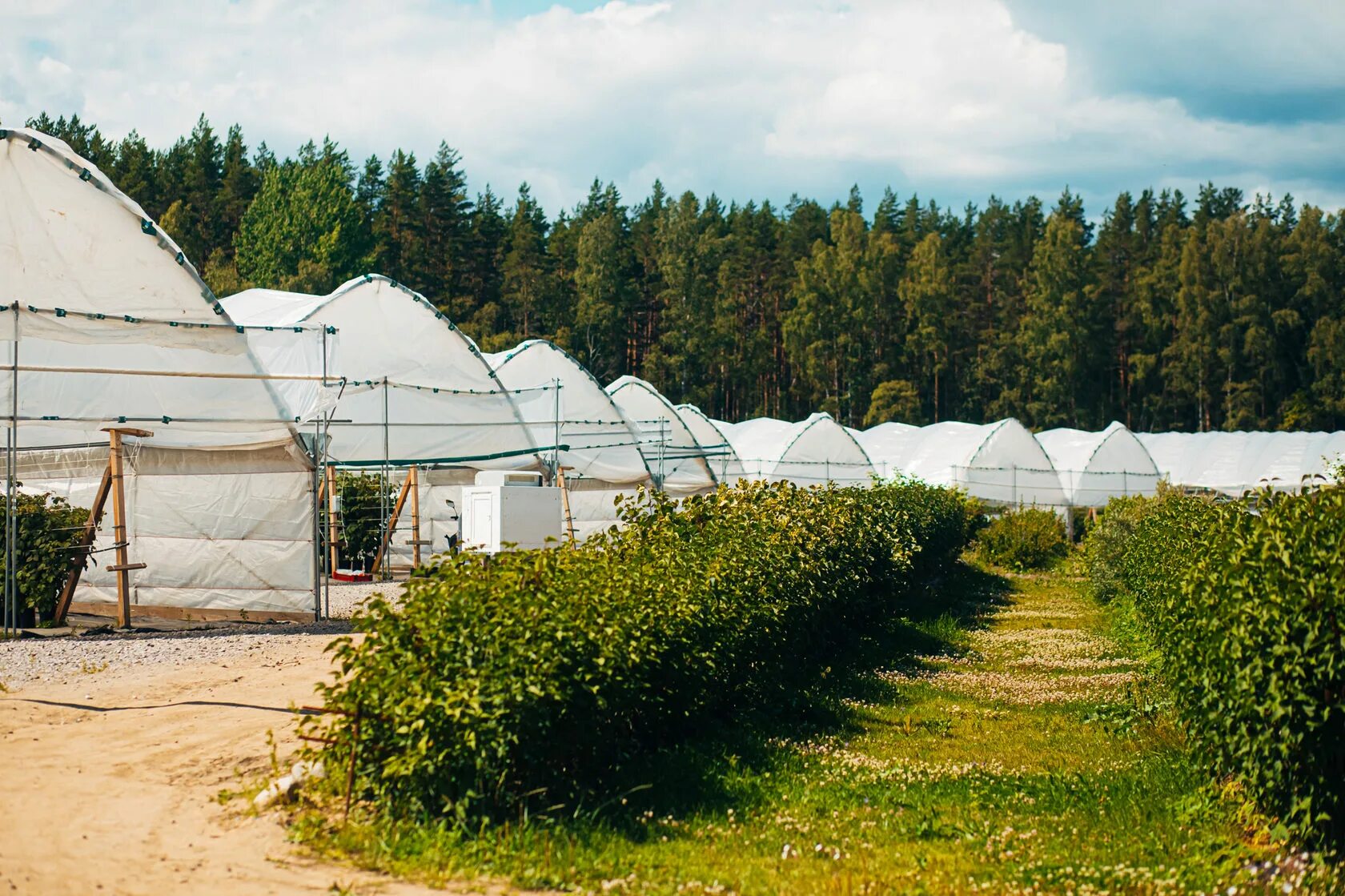 Молоко ленобласти производители. Чистоягода ферма ленинградская область. Ленинградская ферма. Ленинградская ферма. Ленинградская ферма.