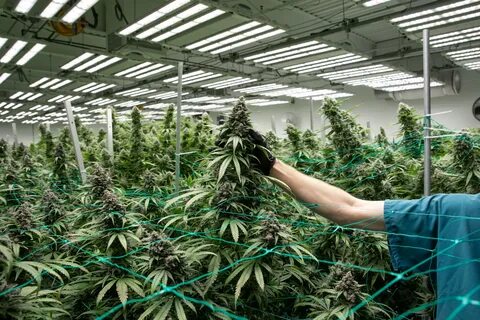 Grow many