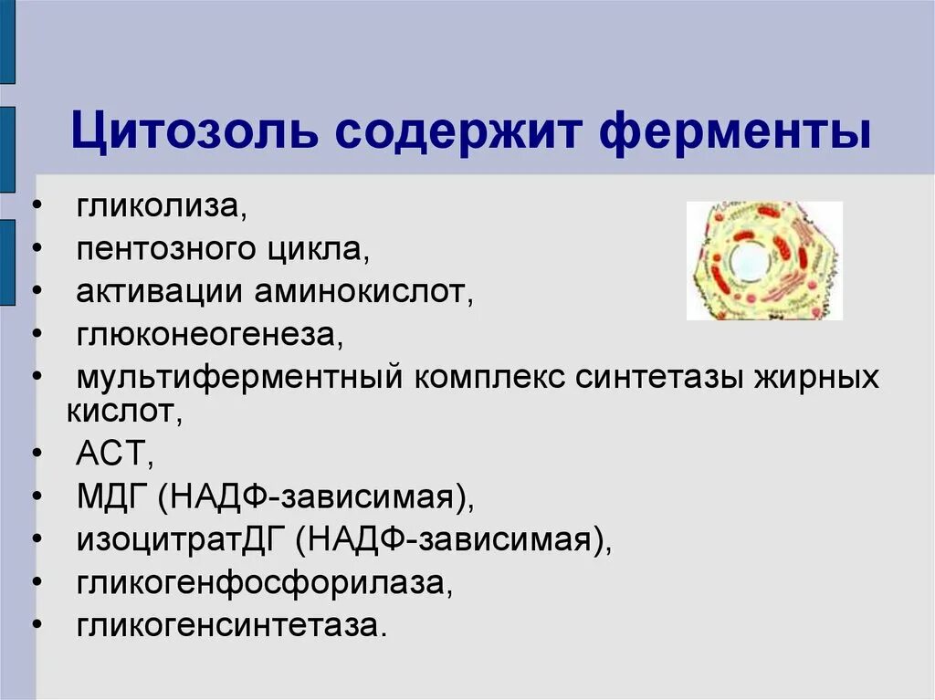 Цитозоль функции. Цитозоль. цитозоль строение и функции. цитозоль клетки это.