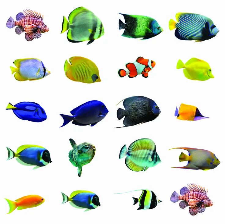 Fishes fishes where are you. Игра один много рыбы. Рыба хирург стая. Fishy fishy fishy. Fish plural form.