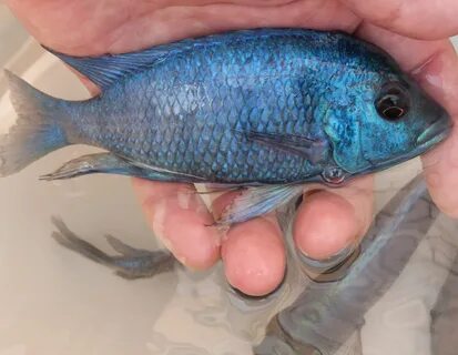 1 (3). Placidochromis Phenochilus Gissel, (Плацидохромис Гизель), дельфин г...