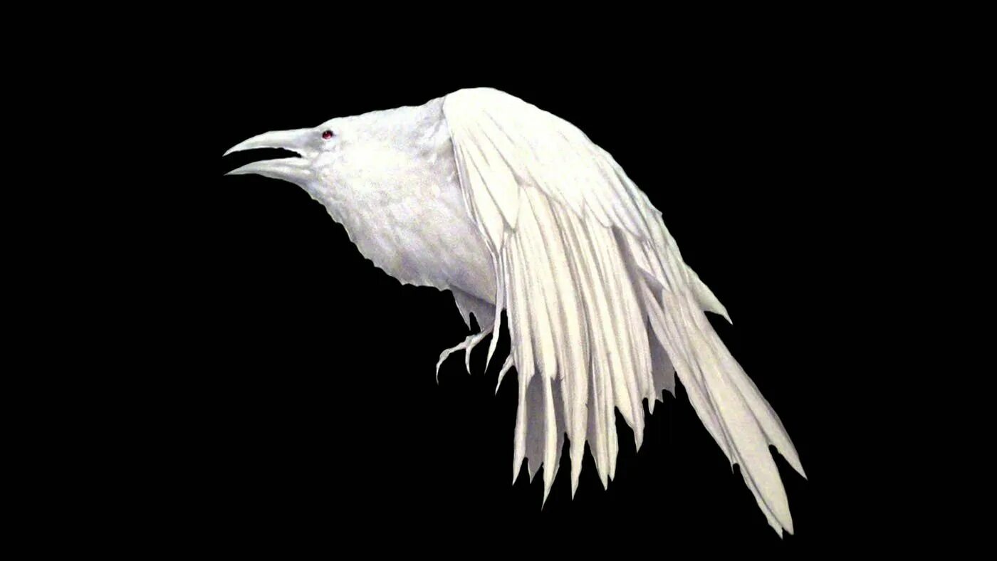 Сорока альбинос. Галка альбинос. Грач альбинос. Грач альбинос. Ворон альбинос.