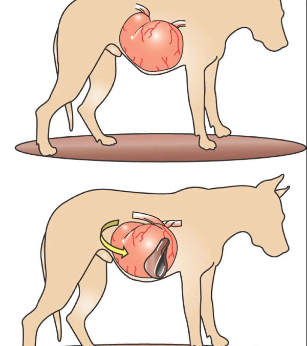 Желудок собаки анатомия. Наружные паразиты у собак. Незаразные болезни собак. Для микрофлоры кишечника собаки. Инфекционный трахеобронхит у собак.