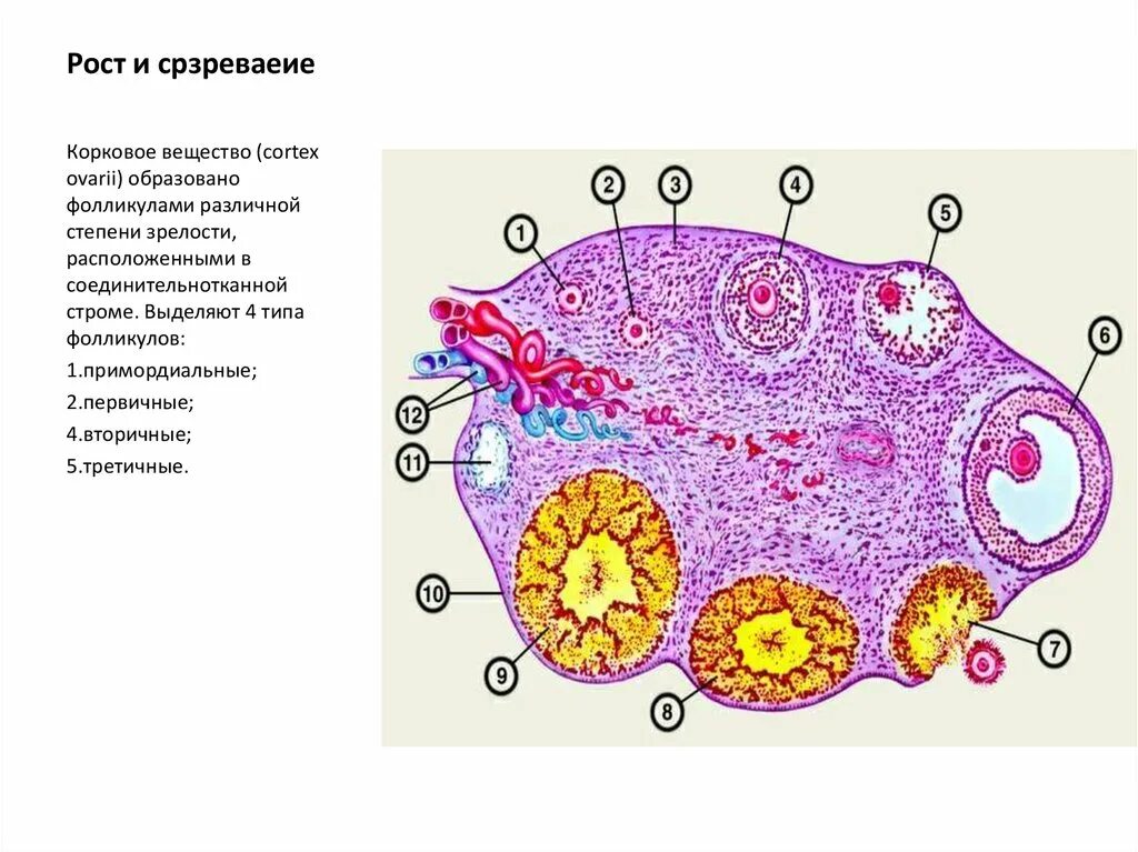 Созревание фолликула в яичнике происходит. Первичный яйцевой фолликул. Клетки гранулезы в фолликулах. Строение фолликула гистология. Примордиальный первичный вторичный и третичный фолликул.