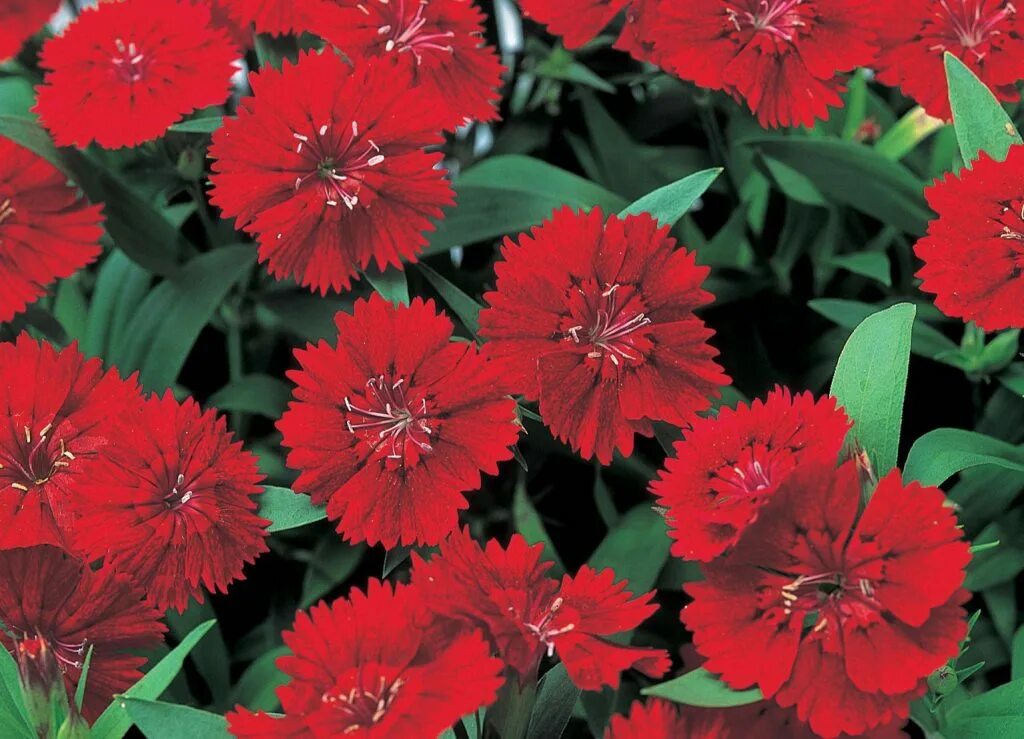 Гибридные гвоздики. Гвоздика Dianthus chinensis. Dianthus chinensis гвоздика китайская. Гвоздика китайская (Dianthus chinensis) Diana.