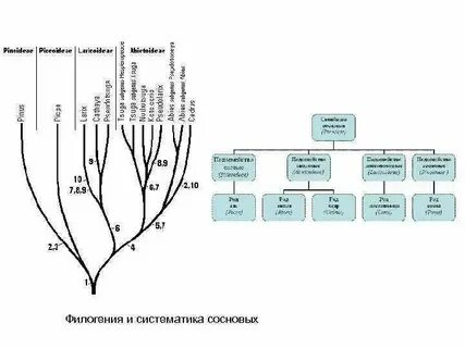 Систематическая группа ивы