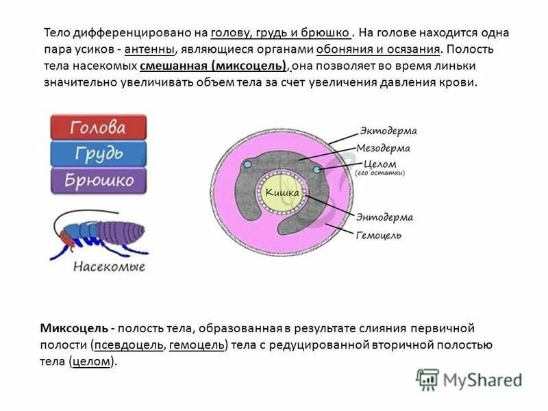 полость тела насекомых вторичная