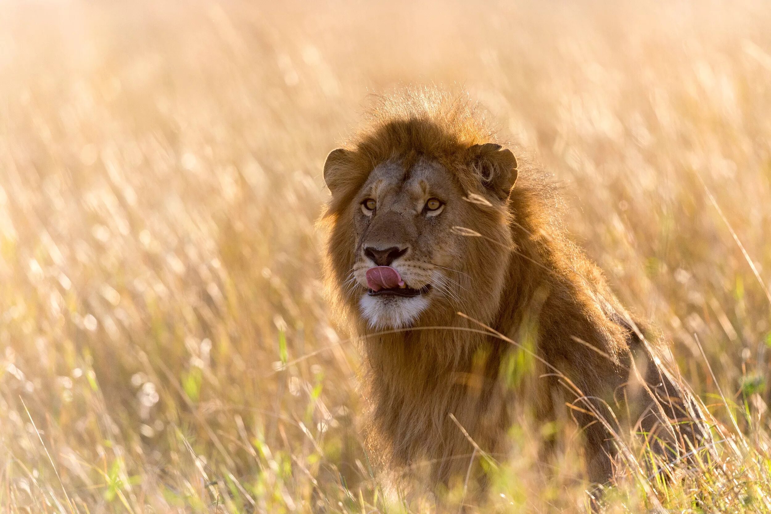 Африканский Лев. Лев в Африке. Животные Африки Лев. Лев фото. Africa lion