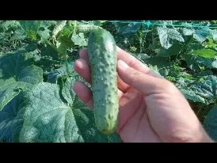 Огурец выращивание видео