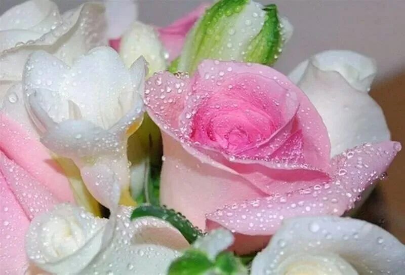 открытки на новый год романтичные. нежность гиф. нежный цветок. анимации про любовь красивые. мерцающие нежность.