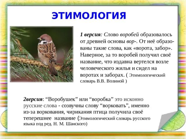 О чем думает воробей