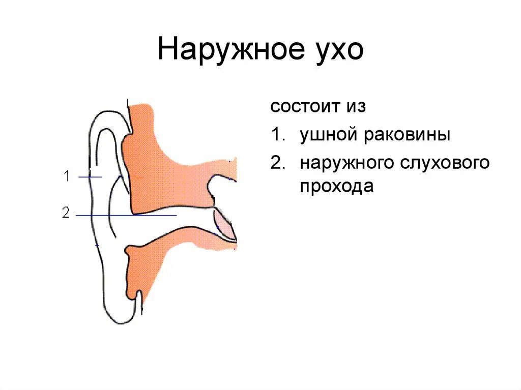 Наружное ухо состоит из ушной раковины. Наружное ухо состоит анатомия. Наружное ухо строение. Наруюнле ухо состоит из.