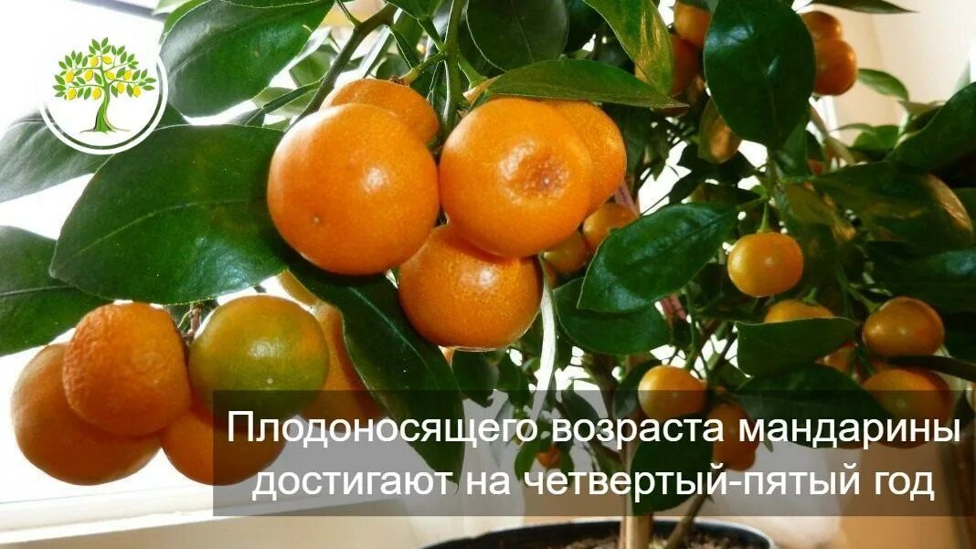 Мандарин Тиахара 2 года Pavlovolimon