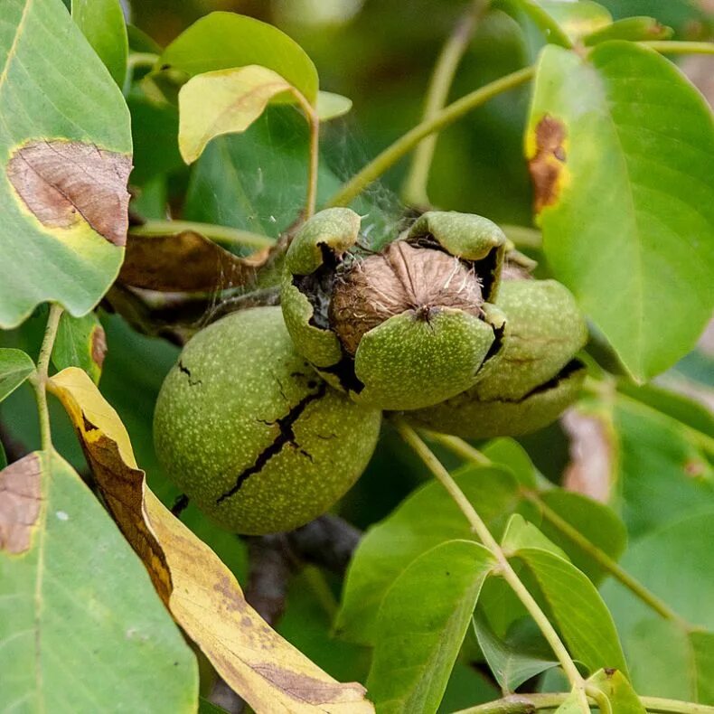 К осени созревают плоды зеленоватые. Грецкий орех дерево. Грецкий орех Juglans Regia l.. Чилийский грецкий орех дерево. Крона грецкого ореха.