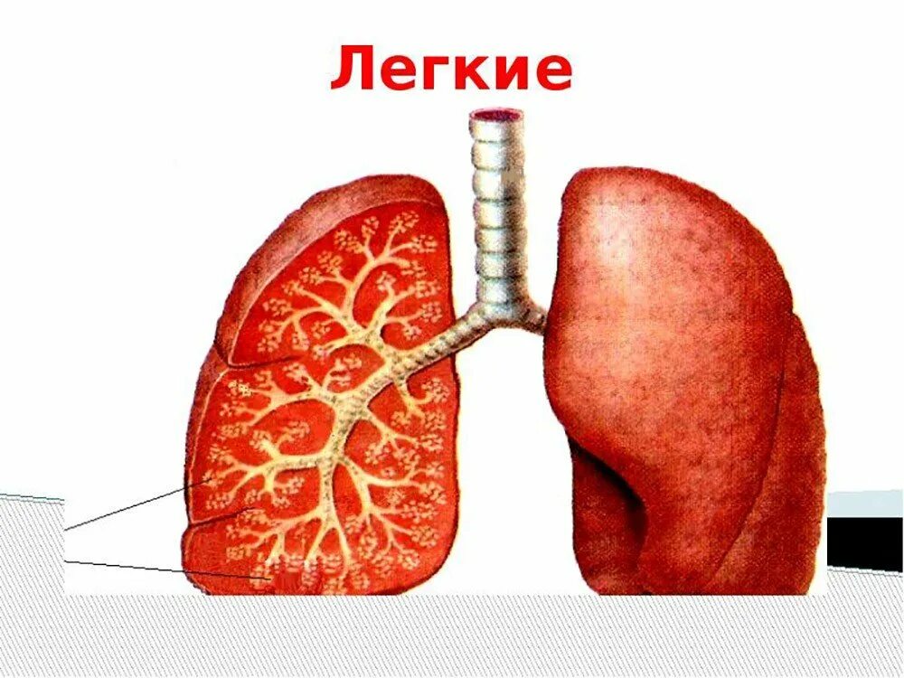 Органы дыхания легкие. Картинка легких. Легкие. Легкие орган для детей. Легкие человека без фона.